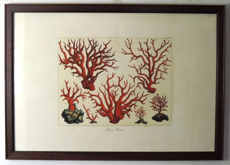 quadro “precious corales – tavola cxv” - Arredamento marinaresco