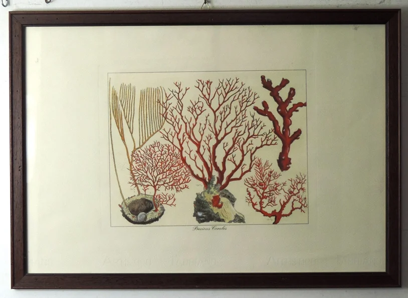 quadro “precious corales – tavola xi” - Arredamento marinaresco