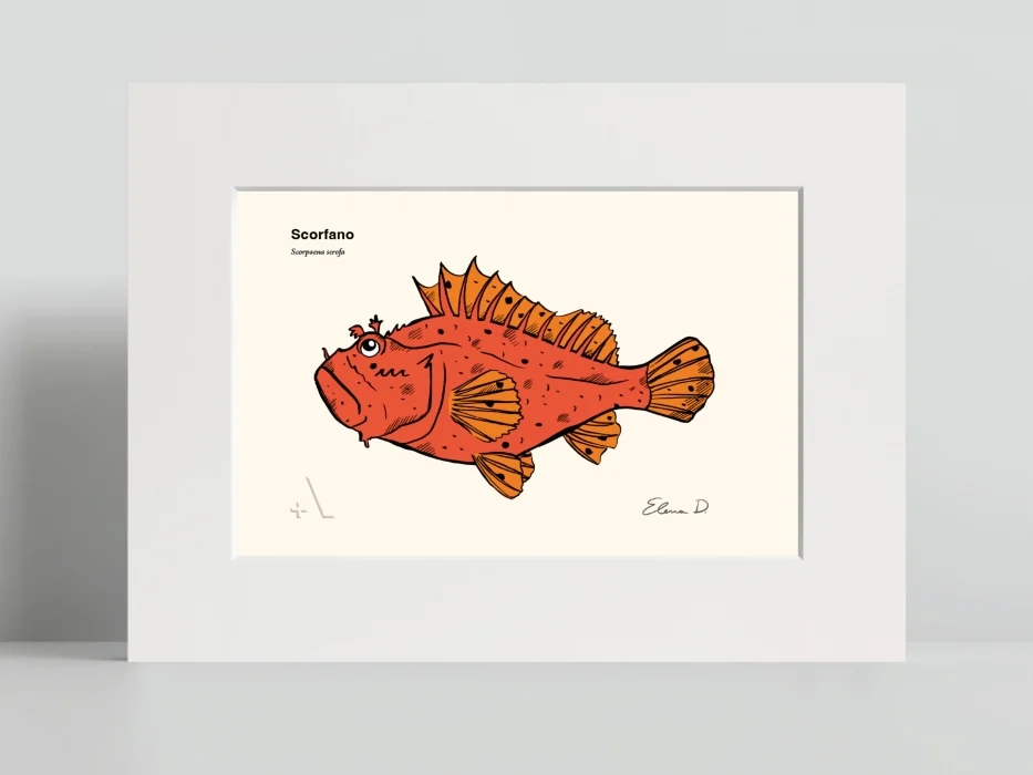 scorfano – scorpaena scrofa - Arredamento marinaresco