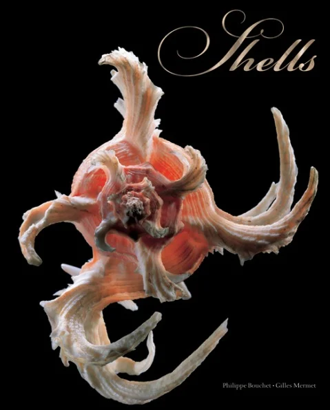 shells - Libri e DVD