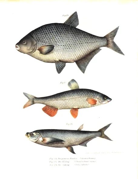 storia naturale dei pesci - Arredamento marinaresco