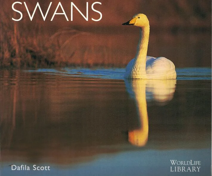 swans - Libri e DVD